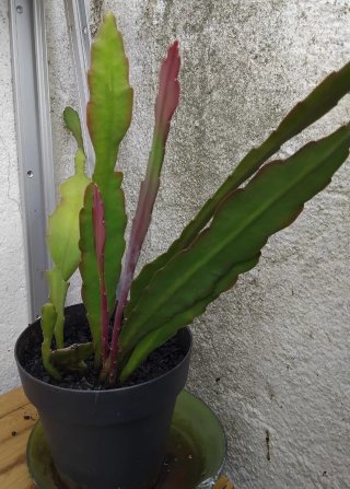 Planta natural en maceta