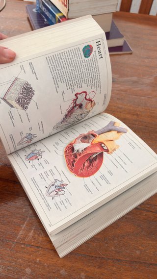 Diccionarios de inglés ilustrados