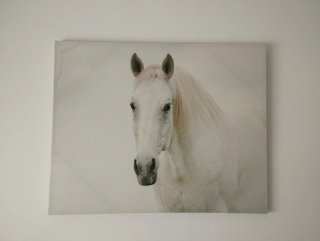 Cuadro Caballo Blanco 100x80cm