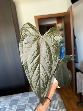 Anthurium Queen of Hearts