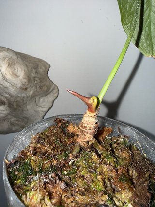 Anthurium Queen of Hearts