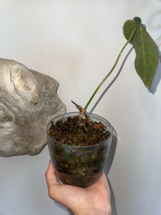 Anthurium Queen of Hearts