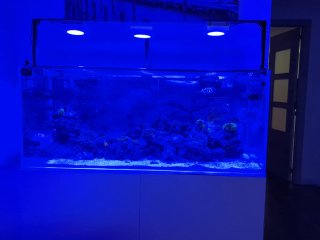 Acuario Marino Completo
