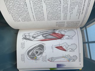 Atlas de Anatomía.Con correlación clínica: Apar...