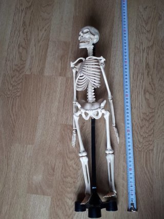 2 Muñecos anatomía humana
