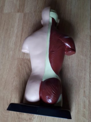 2 Muñecos anatomía humana