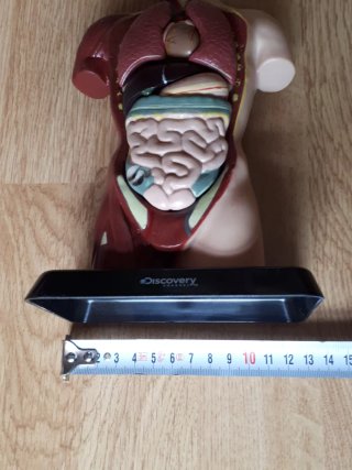 2 Muñecos anatomía humana