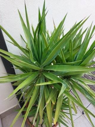 Palmeras con maceta y base con ruedas