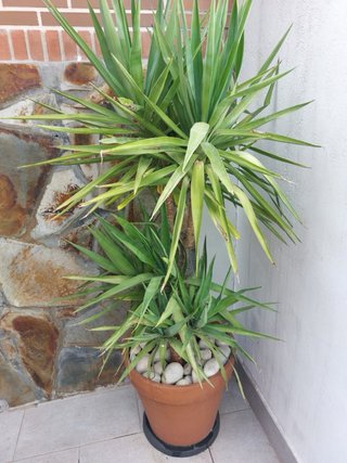 Palmeras con maceta y base con ruedas