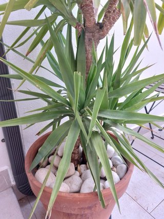 Palmeras con maceta y base con ruedas