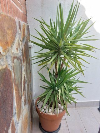 Palmeras con maceta y base con ruedas