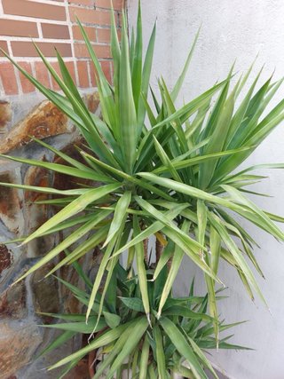 Palmeras con maceta y base con ruedas