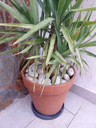 Palmeras con maceta y base con ruedas