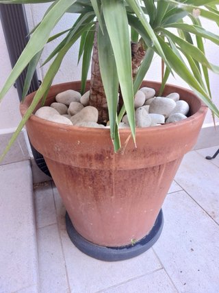 Palmeras con maceta y base con ruedas