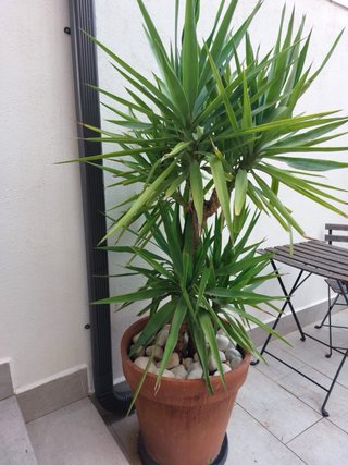 Palmeras con maceta y base con ruedas