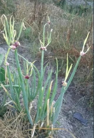 Cebolla Egipcia - Planta viva