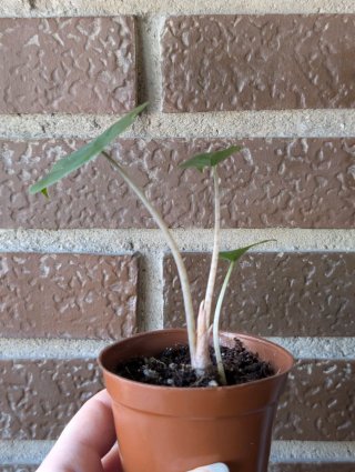 Alocasia Pink Dragon baby