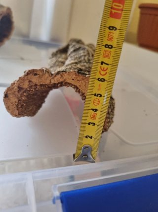 Corcho natural para terrarios