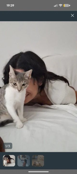Cuidadora de gatos