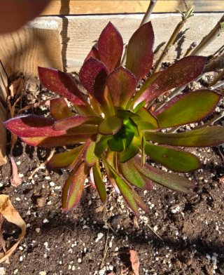 Aeonium arboreum planta suculenta