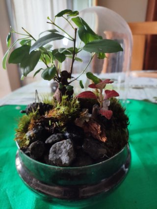 Terrario Jardín Eterno