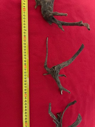 Madera para acuario Raices curadas