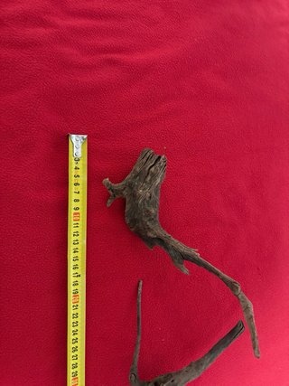 Madera para acuario Raices curadas