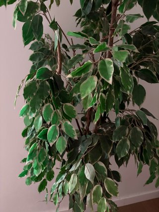 Planta Ficus Artificial Decorativa