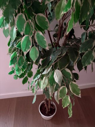 Planta Ficus Artificial Decorativa