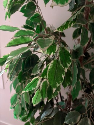 Planta Ficus Artificial Decorativa
