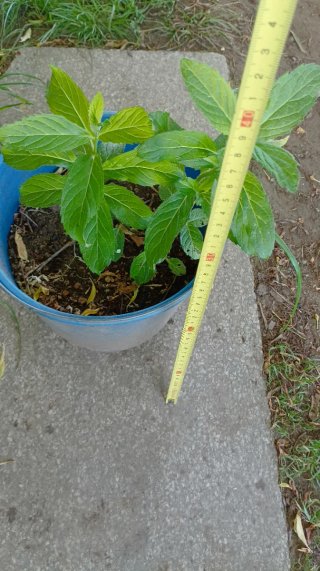 Planta de menta en maceta