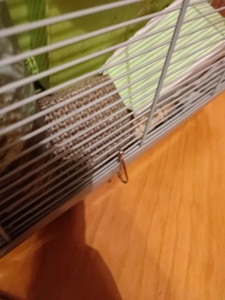 Jaula para roedor pequeño/mediano
