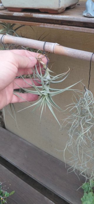 Tillandsias colgantes
