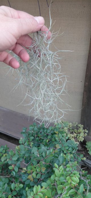 Tillandsias colgantes