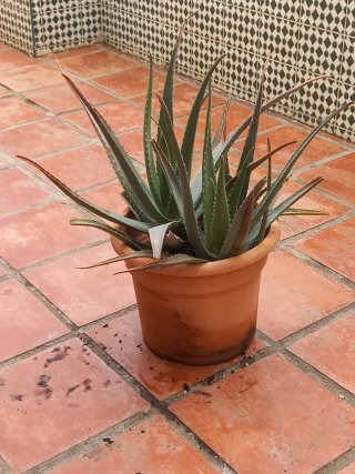 Planta Aloe Vera en Maceta Grande