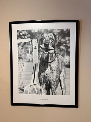 Foto de perro con pelota y raquetas con marco