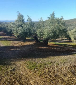 Servicios agrícolas para olivos