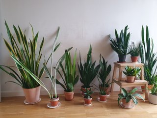 Plantas Sansevieria