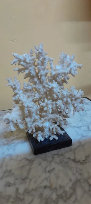 Fósil Acrópora 30 cm fosil acropora