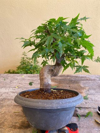 Bonsai Arce palmatum