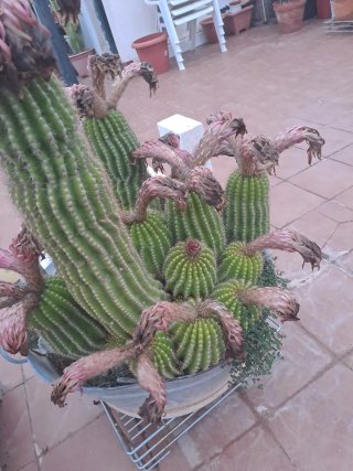 Cactus con muchas flores blancas
