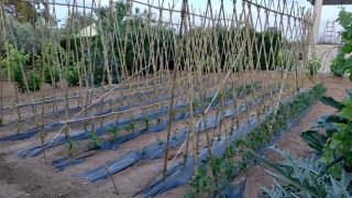 Cañas  para tutores tomateras verdura huerta