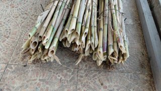 Cañas  para tutores tomateras verdura huerta