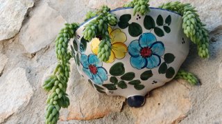 Pianta grassa Sedum Morganianum