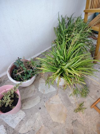 Plantas de interior variadas