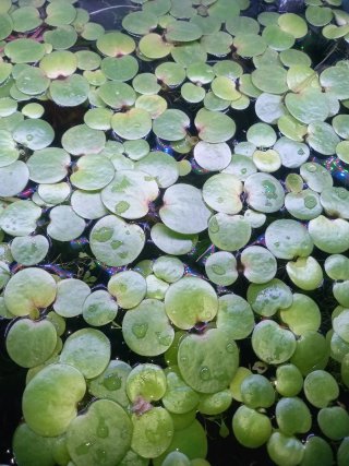 Lote plantas acuario