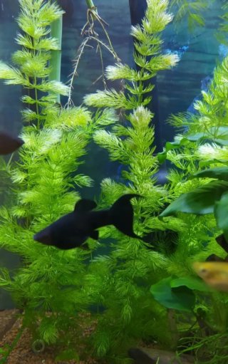 Lote plantas acuario