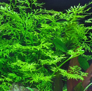Lote plantas acuario
