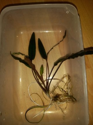 Lote plantas acuario