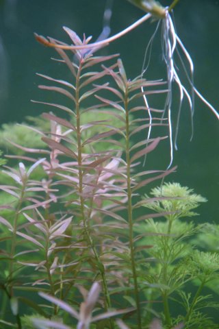 Lote plantas acuario